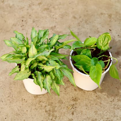 Buy Set of 2 - Syngonium Yami Green & Oxycardium Green in 6 Inch White Nursery Pot Online | Urvann.com