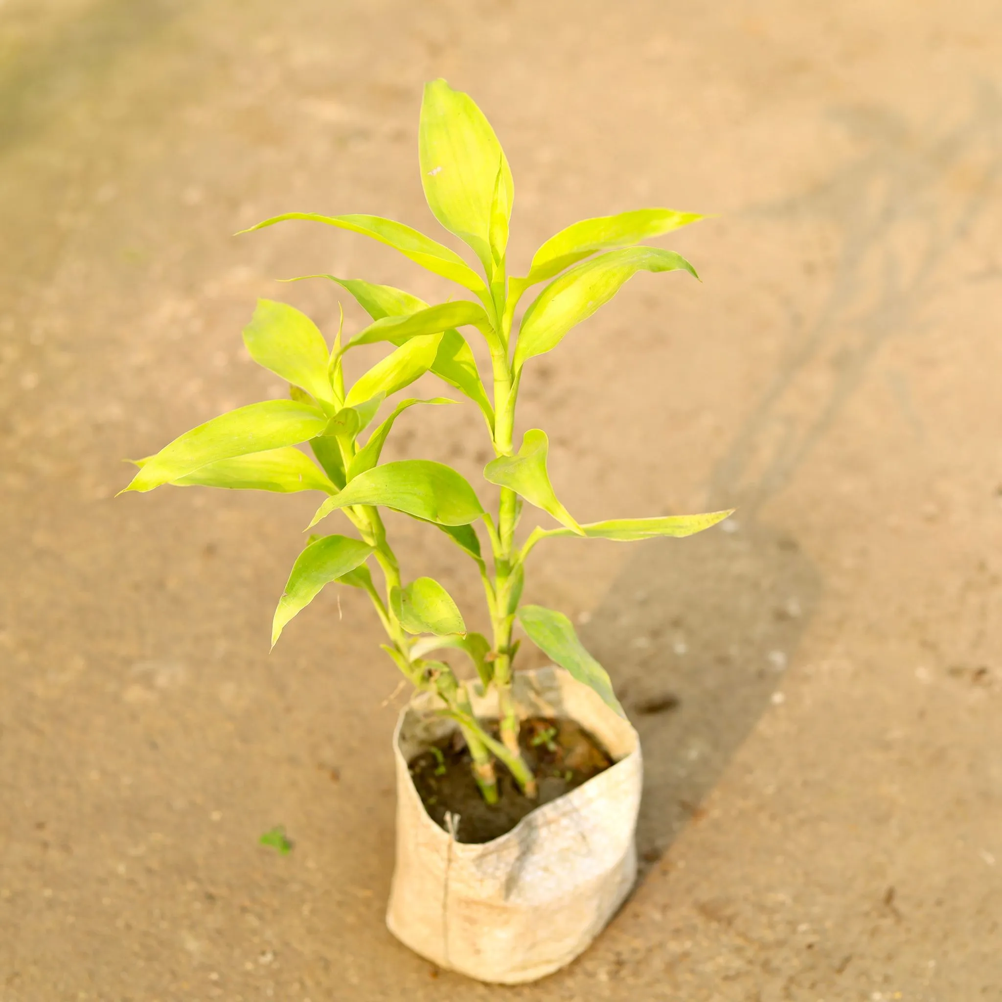 Air Purifying - Lucky Bamboo Golden in 4 Inch Nursery Bag