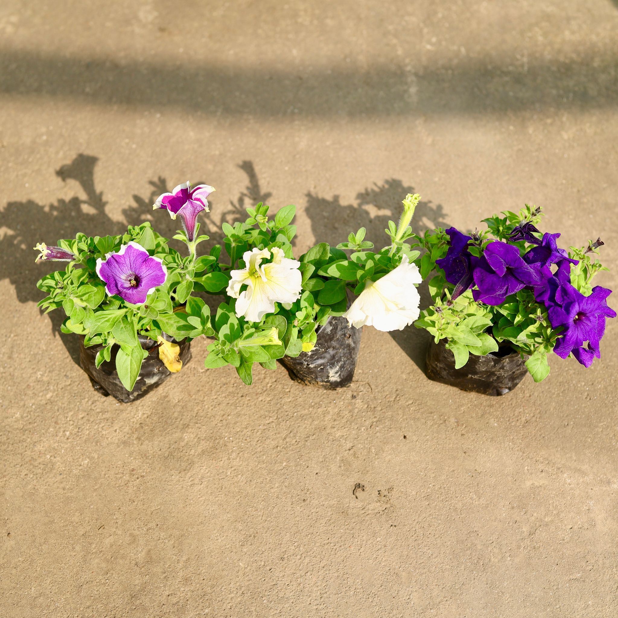 Set of 3 - Petunia (any colour) in 4 Inch Nursery Bag