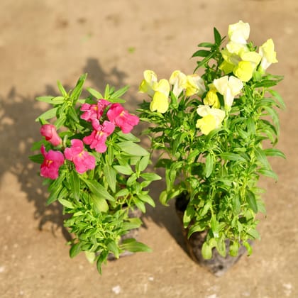 Buy Set of 2 - Antirrhinum Majus (Snapdragon) / Dog Flower (any colour) in 4 Inch Nursery Bag Online | Urvann.com