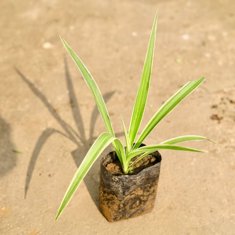 Spider in 4 Inch Nursery Bag