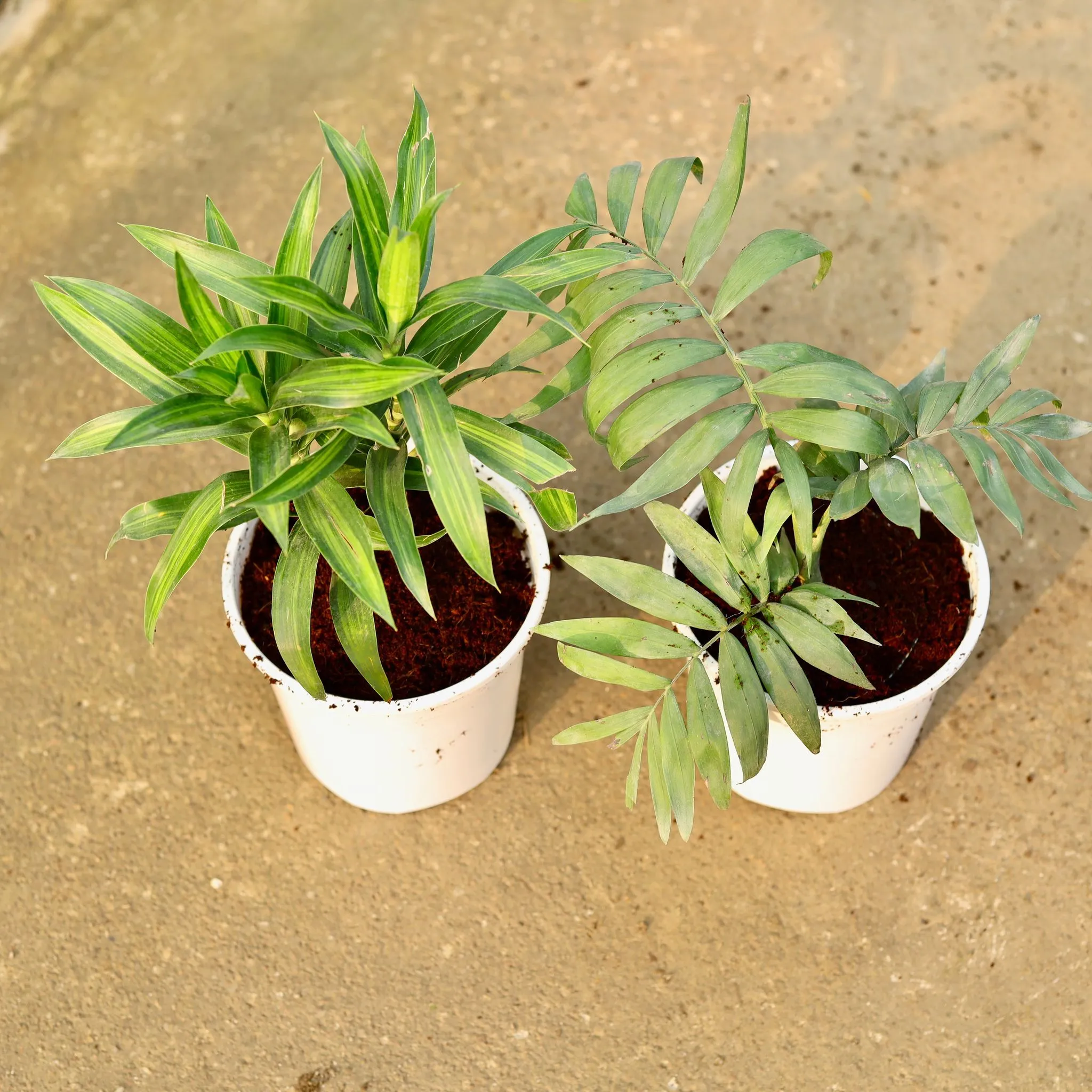 Set of 2 - Dracaena Messenger & Chamaedorea Palm in 6 Inch Nursery Pot