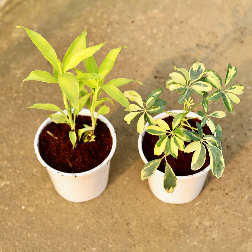 Buy Set of 2 - Lucky Bamboo & Schefflera Variegated in 6 Inch Nursery Pot Online | Urvann.com Set of 2 - Lucky Bamboo & Schefflera Variegated in 6 Inch Nursery Pot