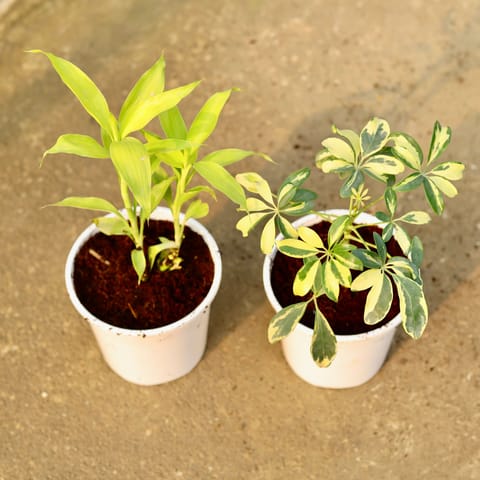 Set of 2 - Lucky Bamboo & Schefflera Variegated in 6 Inch Live Plant Nursery Pot