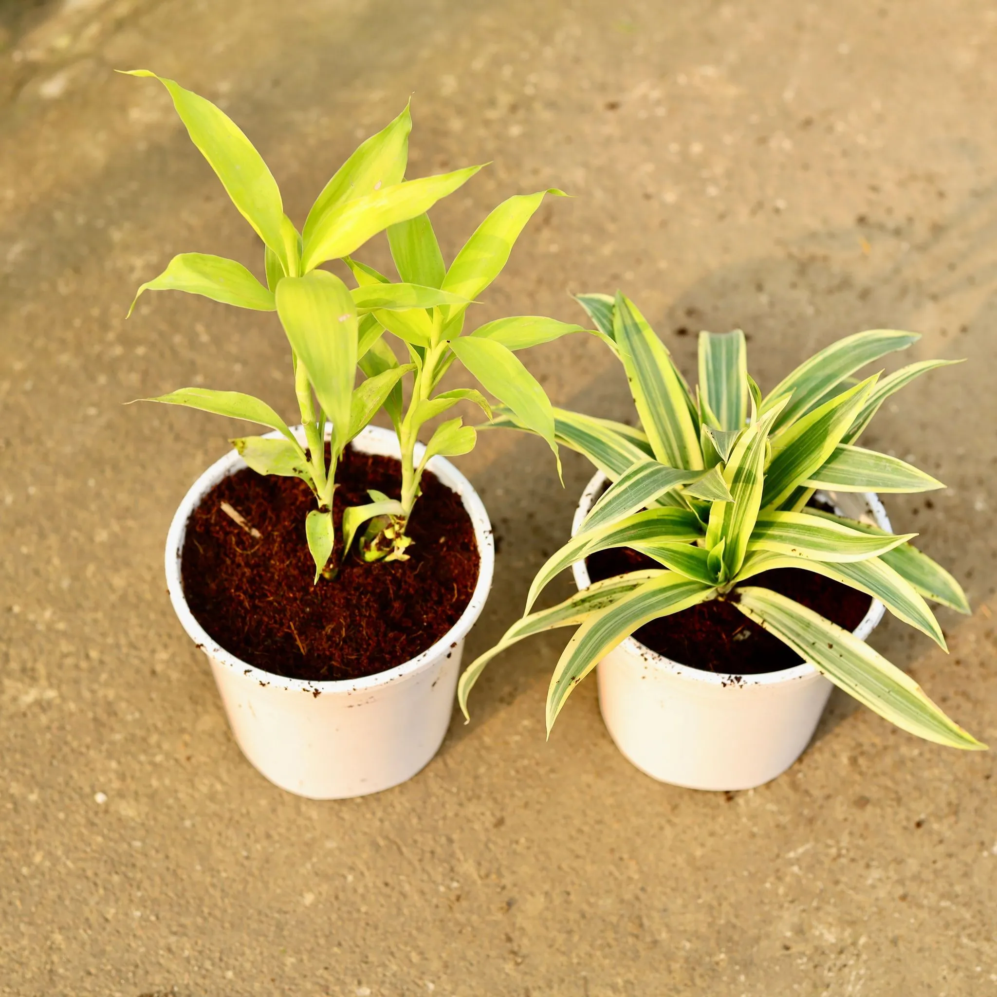 Set of 2 - Lucky Bamboo & Song of India in 6 Inch Nursery Pot