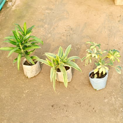 Buy Set of 3 - Dracaena Messenger, Song of India & Schefflera in 4 Inch Nursery Bag Online | Urvann.com