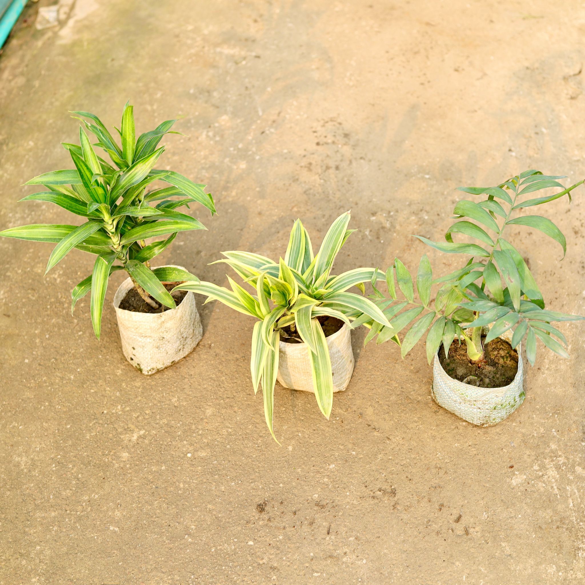 Set of 3 - Dracaena Messenger, Song Of India & Chamaedorea Palm in 4 Inch Nursery Bag