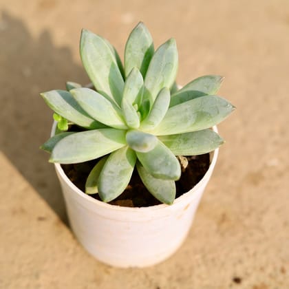 Buy Pachyphytum Hookeri Succulent in 3 Inch Nursery Pot Online | Urvann.com