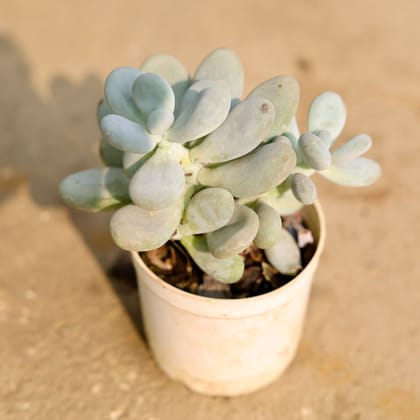 Buy Pachyphytum Oviferum Succulent in 3 Inch Nursery Pot Online | Urvann.com