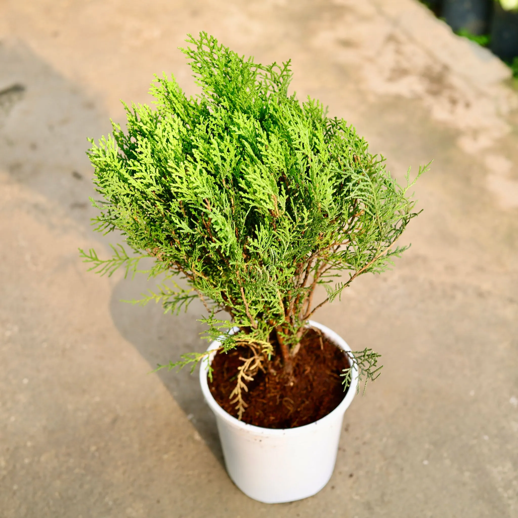 Morpankhi in 6 Inch White Nursery Pot