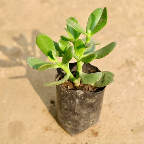 Crassula Ovata Succulent in 4 Inch Nursery Bag