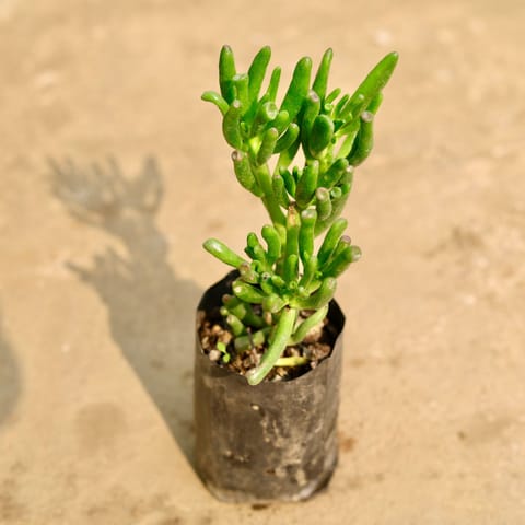 Finger Crassula Succulent in 4 Inch Nursery Bag
