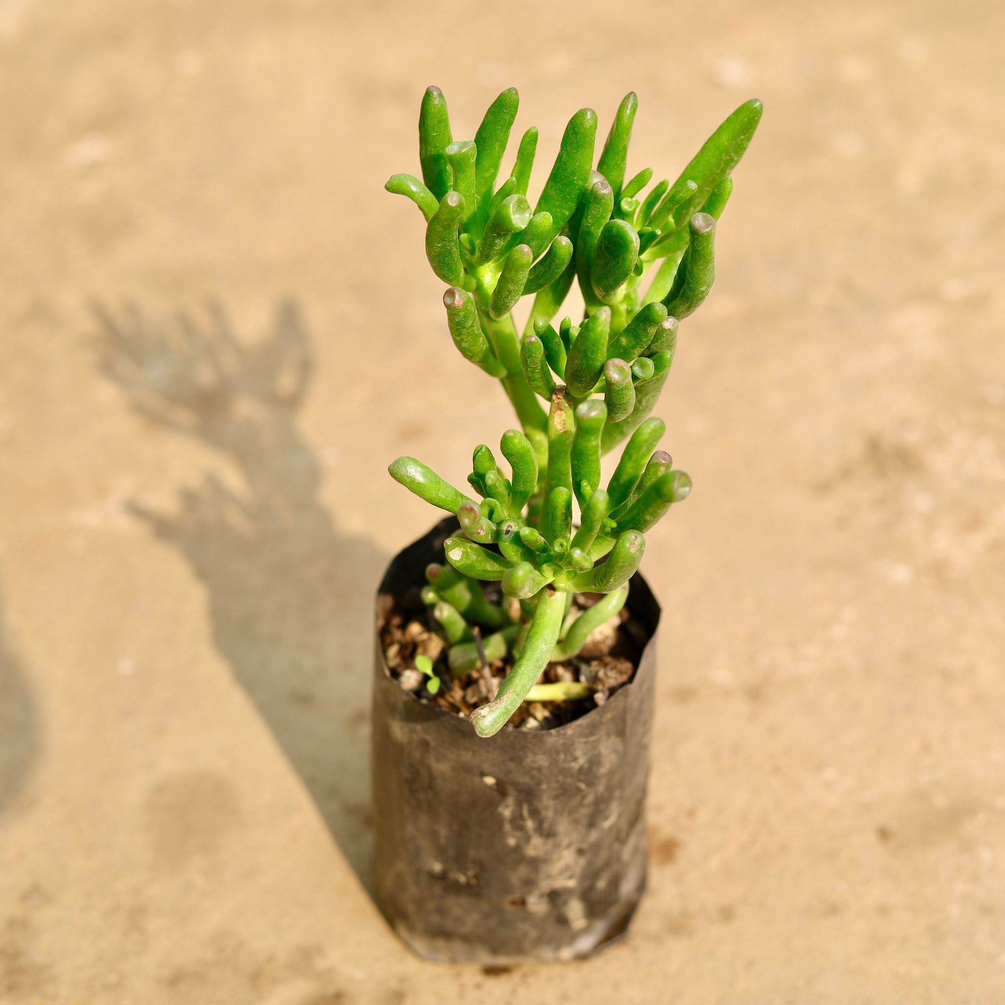 Finger Crassula Succulent in 4 Inch Nursery Bag