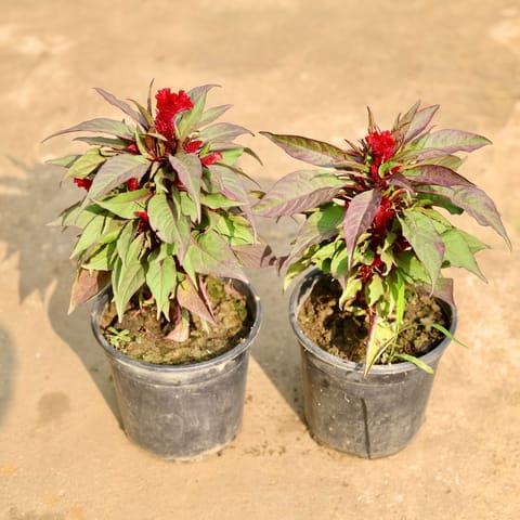 Set of 2 - Cockscomb Red in 6 Inch Nursery Pot