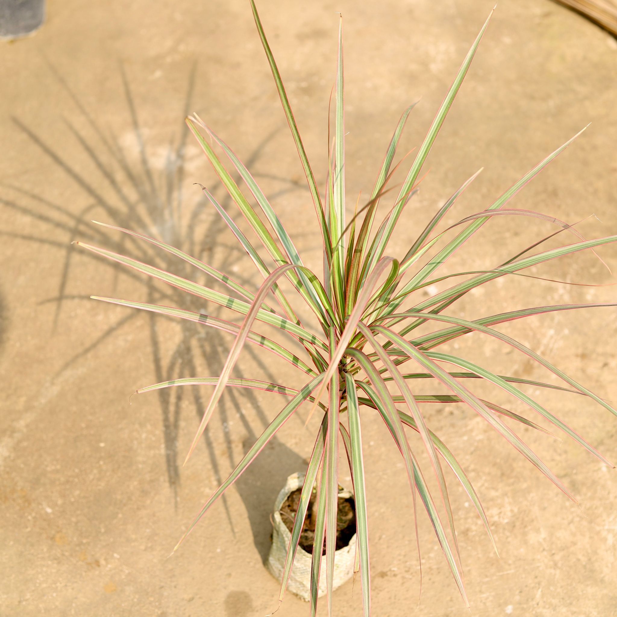 Dracaena Colorama / Marginata Red in 4 Inch Nursery Bag