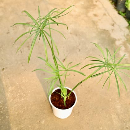 Buy Umbrella Palm in 5 Inch White Nursery Pot Online | Urvann.com