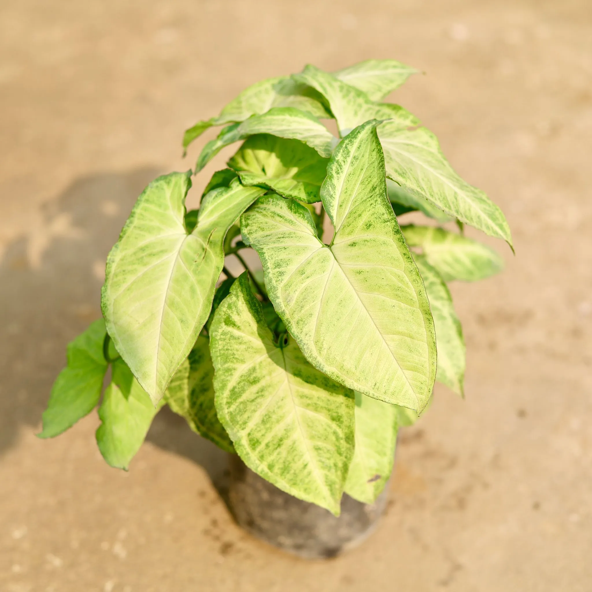 Syngonium Arrowhead in 6 Inch Nursery Pot