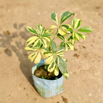 Buy Schefflera variegated in 4 Inch Nursery Bag Online | Urvann.com