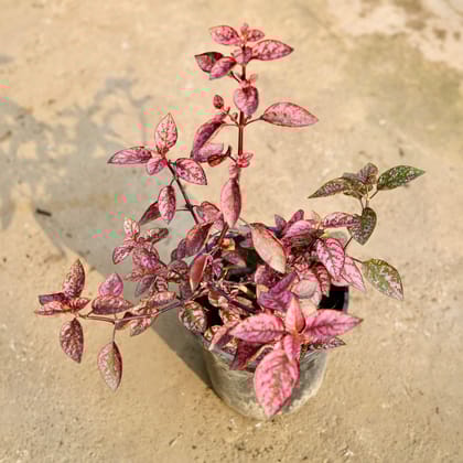 Buy Hypoestes / Polka Dot Red in 6 Inch Nursery Pot Online | Urvann.com