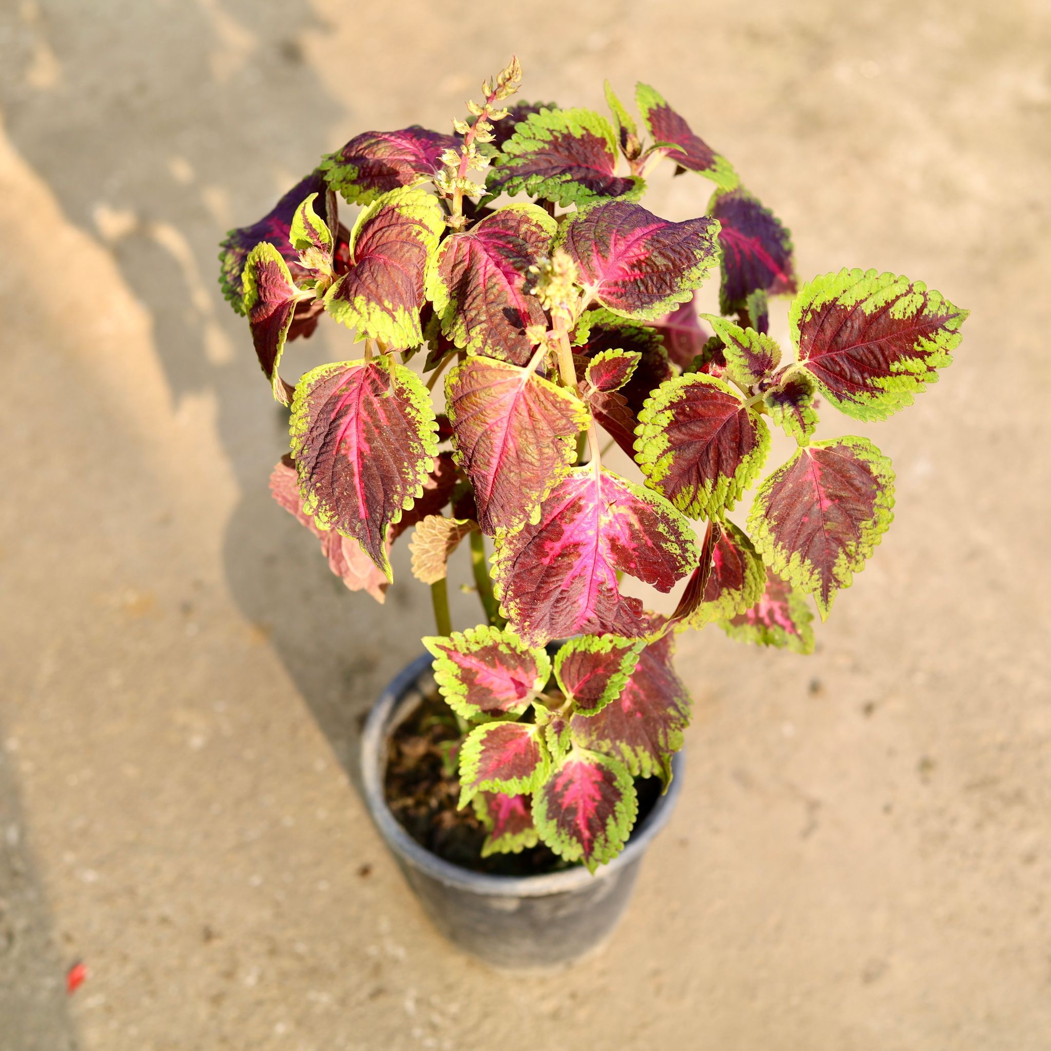 Coleus Brown in 6 Inch Nursery Pot
