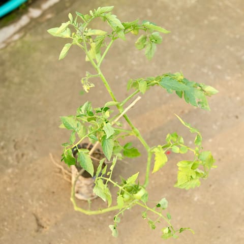 Tomato in 4 Inch Nursery Bag