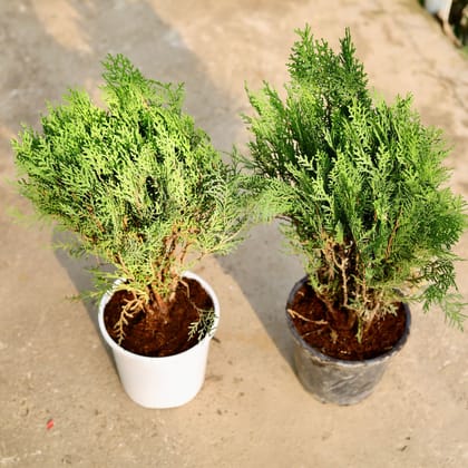 Buy Set of 2 - Morpankhi in 6 Inch Nursery Pot Online | Urvann.com