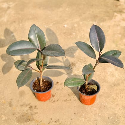 Buy Set of 2 - Rubber in 4 Inch Nursery Pot Online | Urvann.com