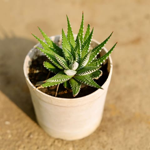 Haworthia Zebrina Succulent in 3 Inch Nursery Pot
