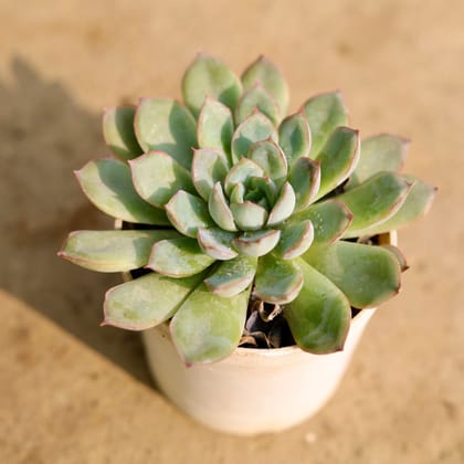 Buy Echeveria Adorn Succulent in 3 Inch Nursery Pot Online | Urvann.com