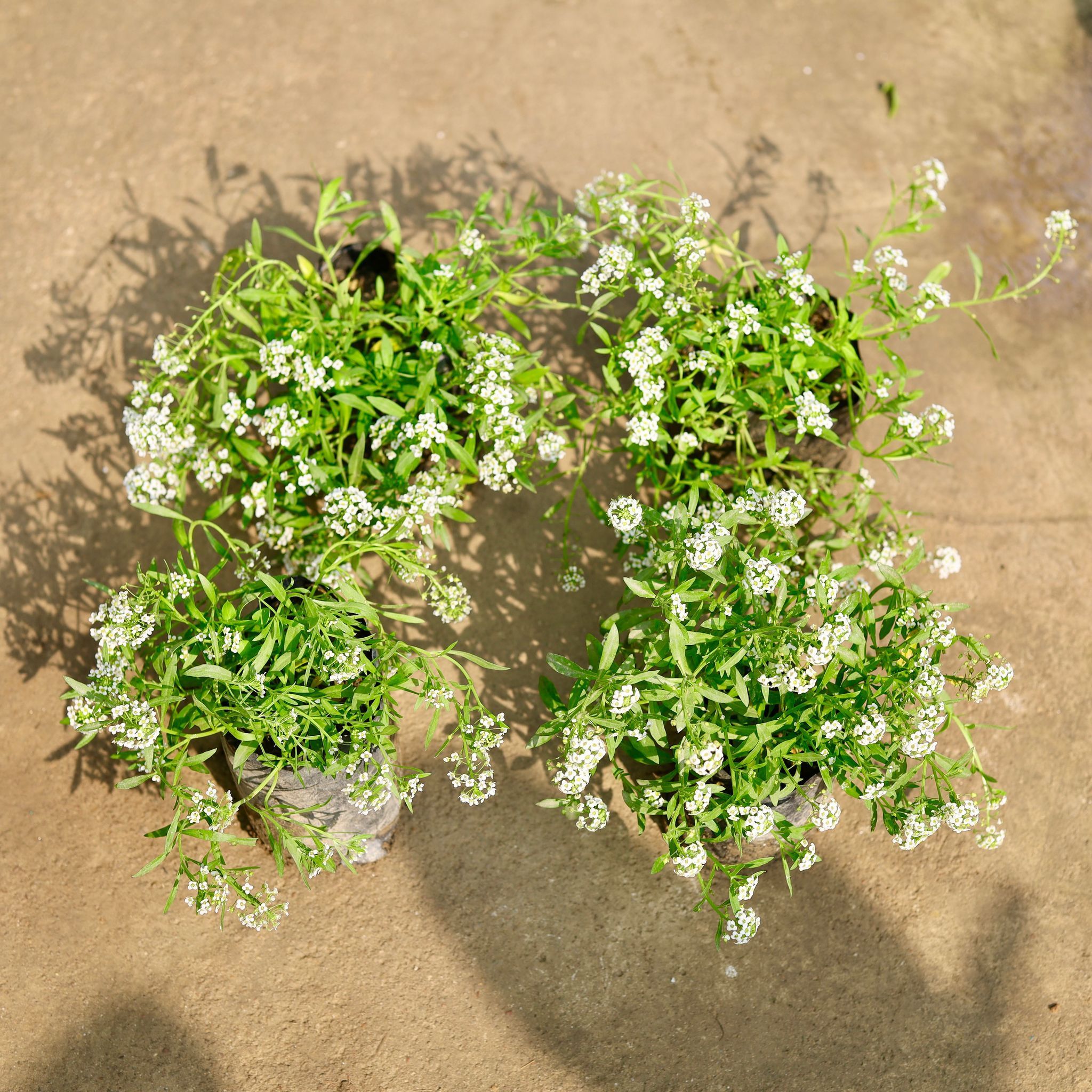 Set of 4 - Alyssum White in 4 Inch Nursery Bag