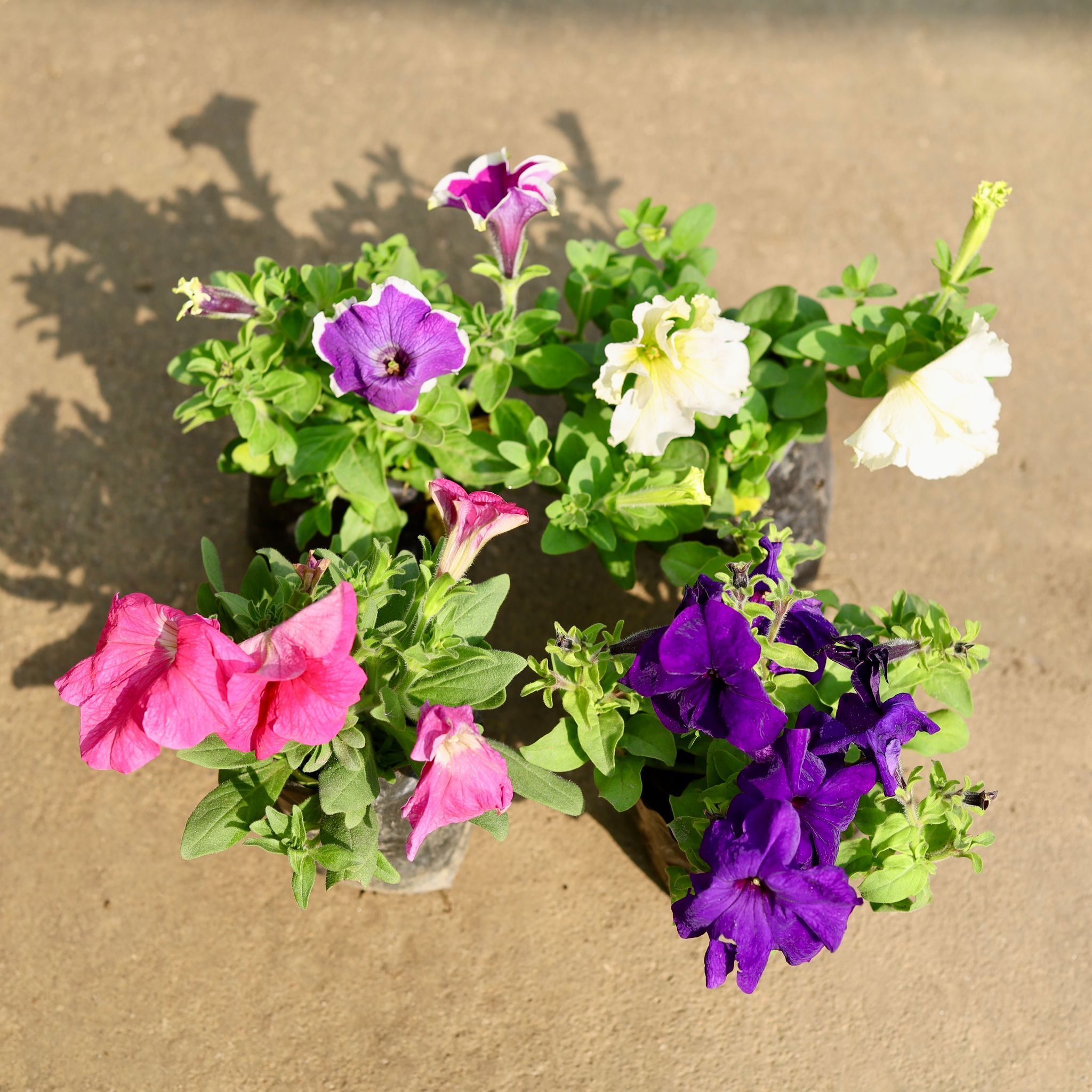 Set of 4 - Petunia (any colour) in 4 Inch Nursery Bag
