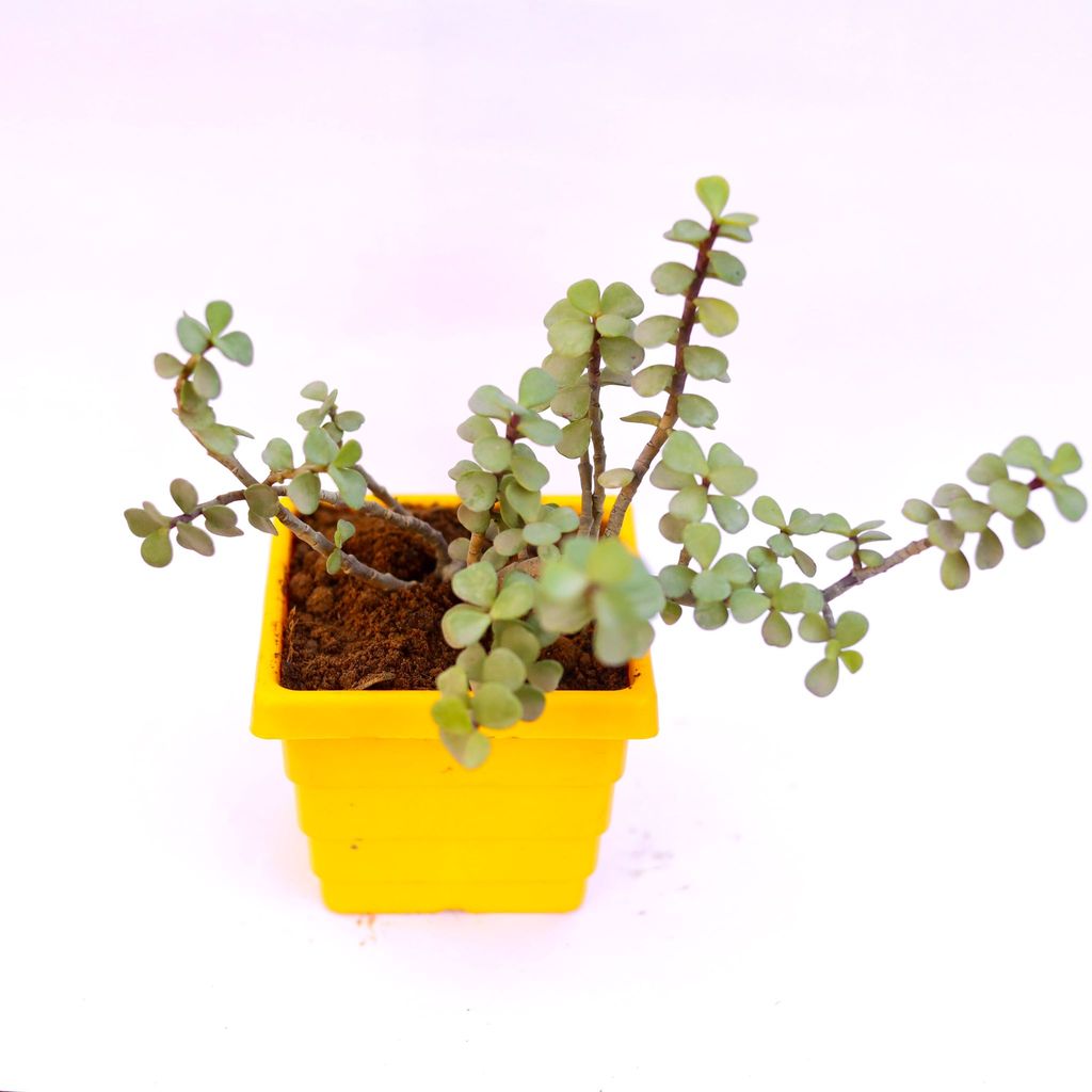 Jade in 4 Inch Yellow Premium Orchid Square Plastic Pot