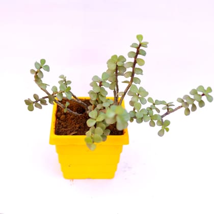 Buy Jade in 6 Inch Yellow Premium Orchid Square Plastic Pot Online | Urvann.com