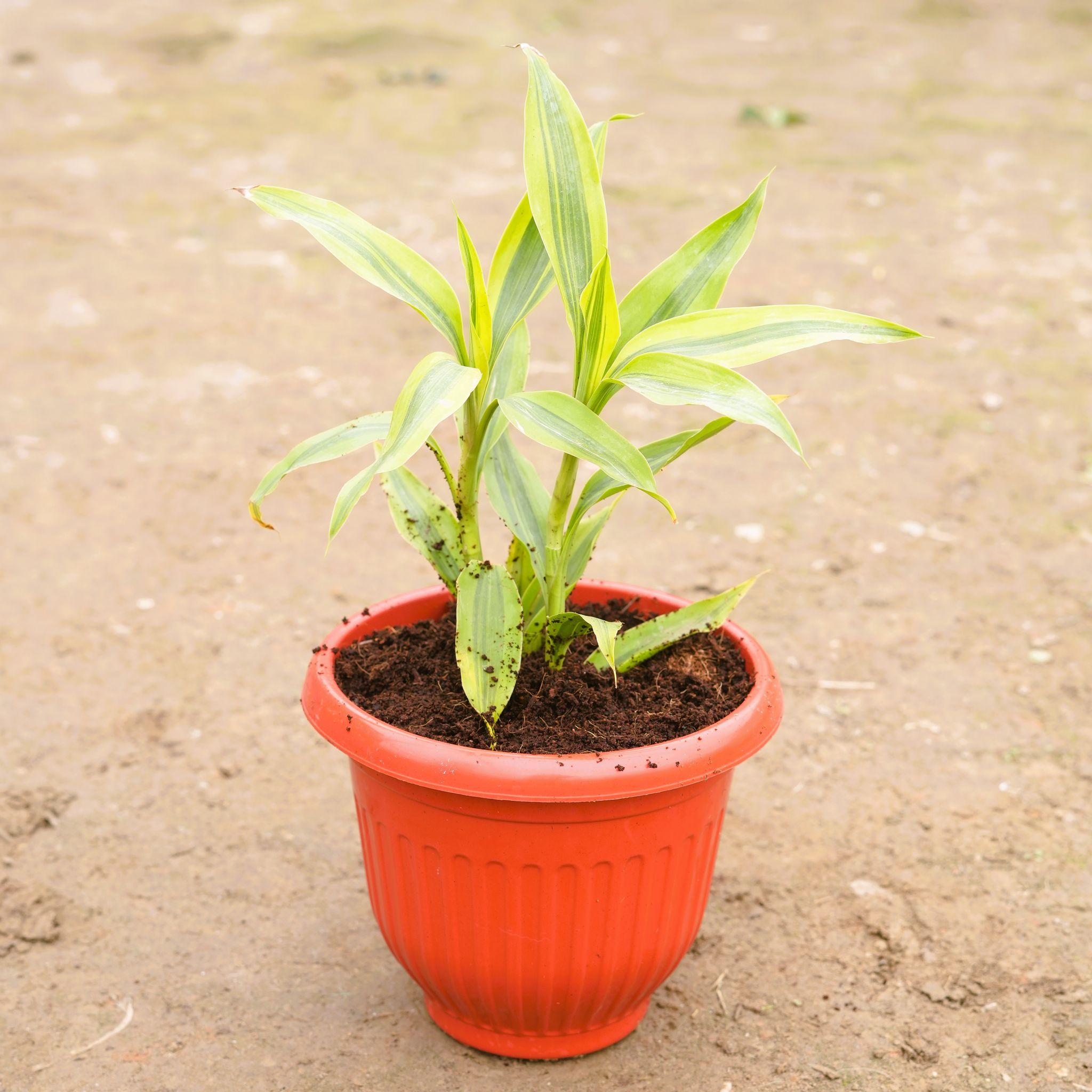 Lucky bamboo in 8 Inch Terracotta Red Olive Plastic Pot