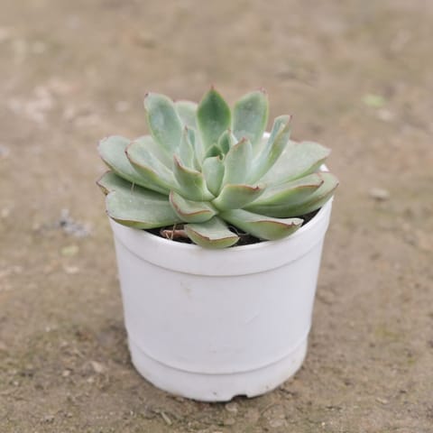Echeveria Green Succulent in 3 Inch Nursery Pot