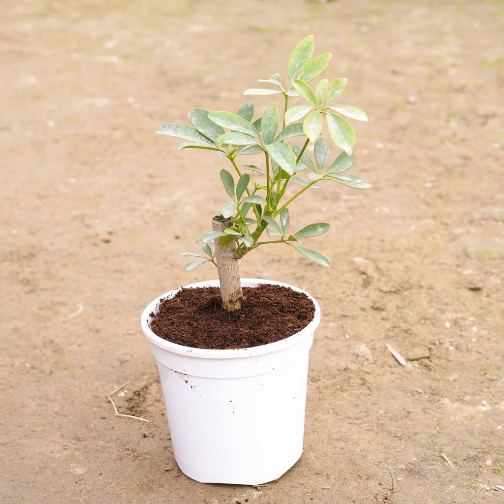 Buy Schefflera Green in 6 Inch White Nursery Pot Online | Urvann.com Schefflera Green in 6 Inch White Nursery Pot