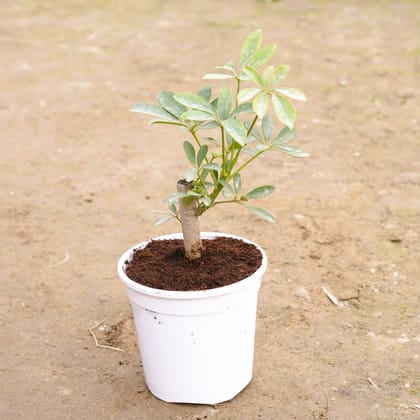 Buy Schefflera Green in 6 Inch White Nursery Pot Online | Urvann.com