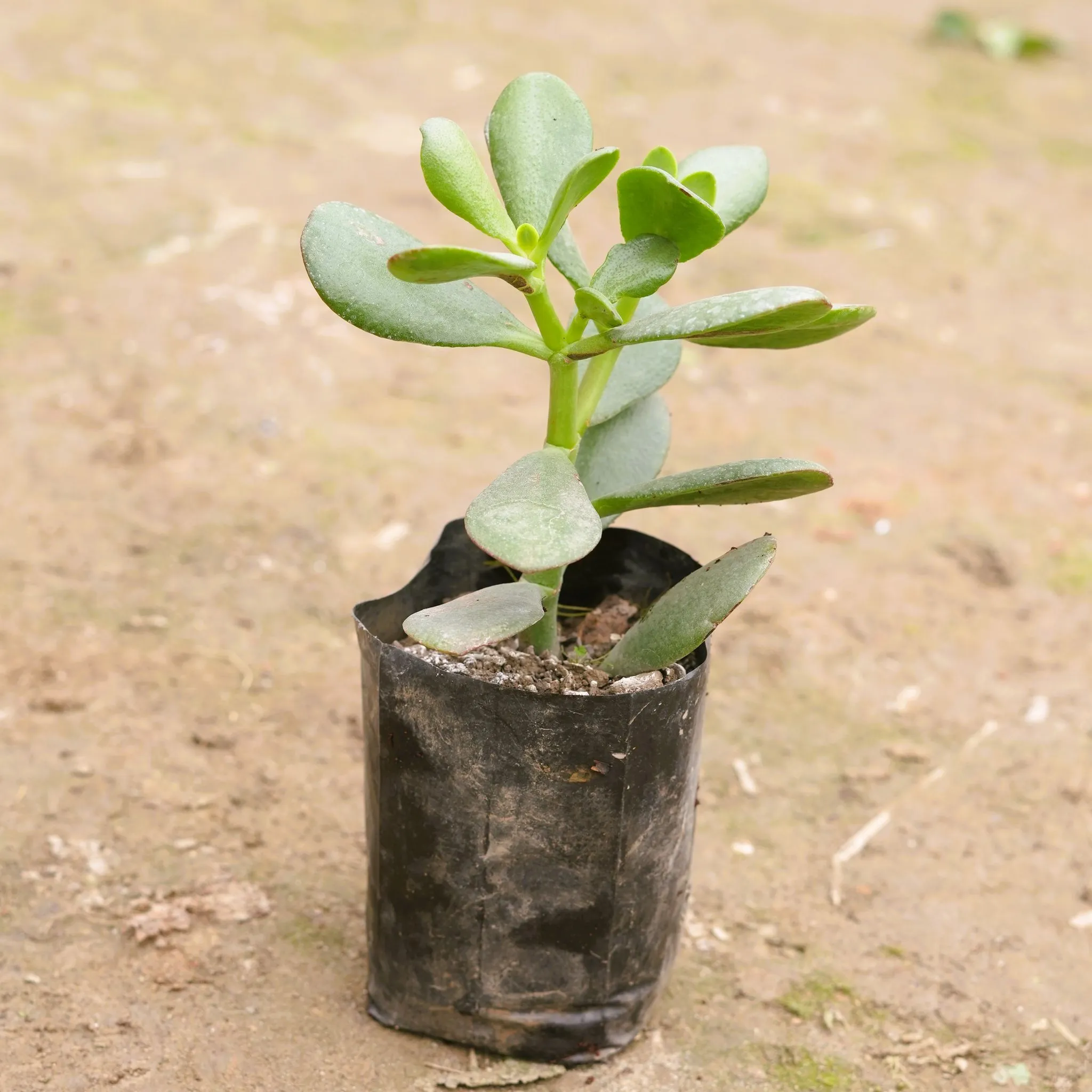 Crassula Ovata Succulent in 3 Inch Nursery Bag