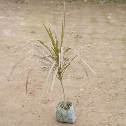 Buy Dracaena Colorama Red in 4 Inch Nursery Bag Online | Urvann.com