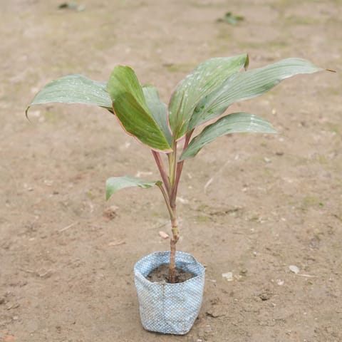 Dracaena Kedarnath in 4 Inch Nursery Bag