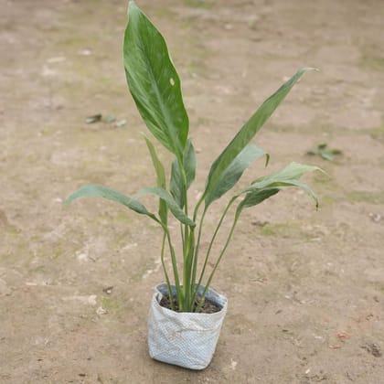 Buy Peace Lily in 4 Inch Nursery Bag Online | Urvann.com