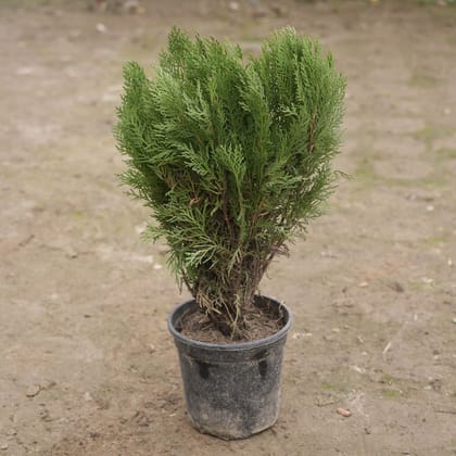 Buy Morpankhi in 6 Inch Nursery Pot Online | Urvann.com