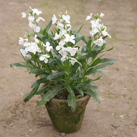 Stock (any colour) in 8 Inch Nursery Pot