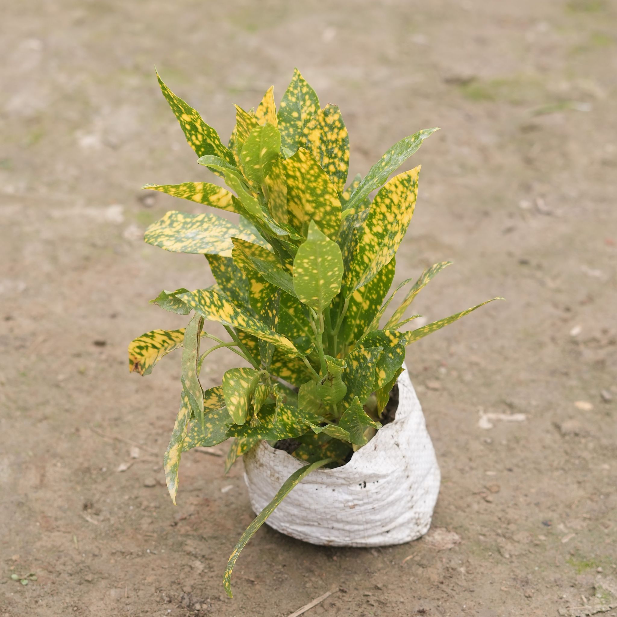 Baby croton in 4 Inch Nursery Bag