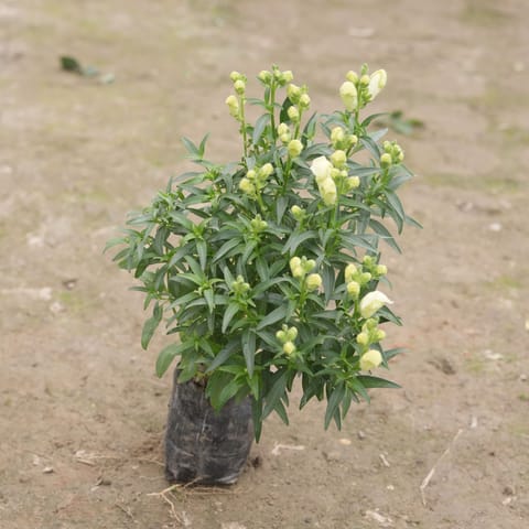 Antirrhinum Majus (Snapdragon) / Dog Flower (any colour) in 4 Inch Nursery Bag