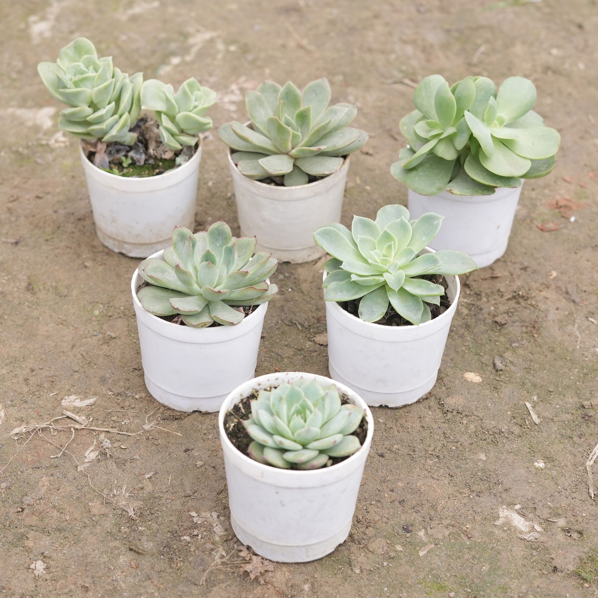Set of 7 - Echeveria Elegans Red Tipped,Portulaca Molokiniensis,Laxmi Kamal,Echeveria Green,Pigmyweeds Green, Echeveria Elegans Green & Echeveria Elegans Red Tipped Succulent in 3 Inch Nursery Pot