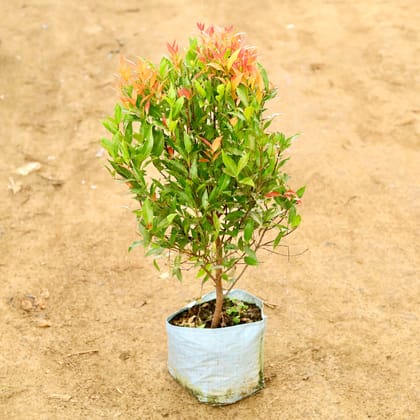Buy Syzygium (~ 2 Ft) in 12 Inch Nursery Bag Online | Urvann.com