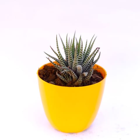 Haworthia Zebrina in 4 Inch Live Plant Yellow Premium Orchid Round Plastic Pot