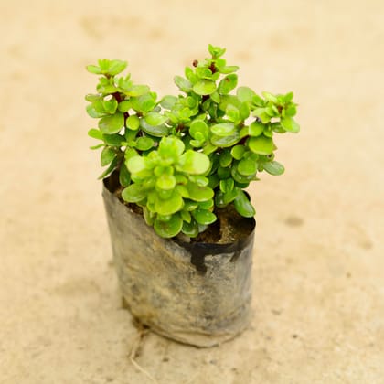 Buy Bangalorey Jade in 4 Inch Nursery Bag Online | Urvann.com