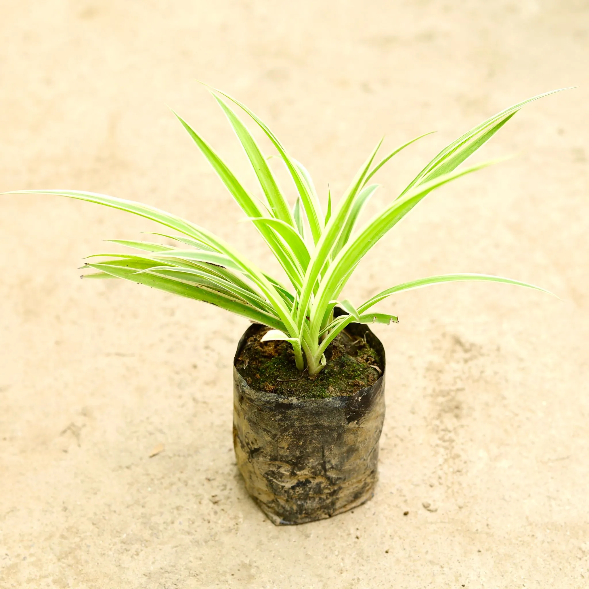 Air Purifying - Spider in 4 Inch Nursery Bag